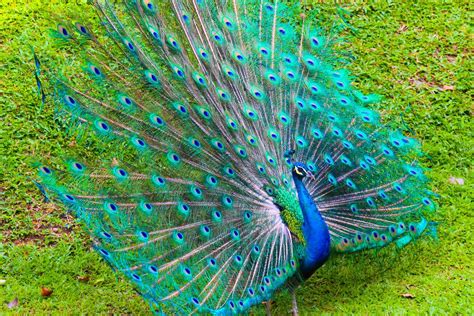  The Royal Peacock - Bir Rönesans Çiçeği ve Maneviyatın Dansı